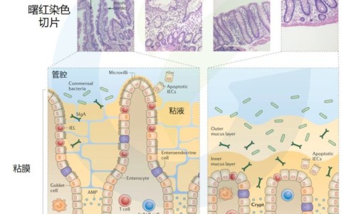 四连药服用方法和用量-四连药图片、四连片药 -四莲胶囊说明书网