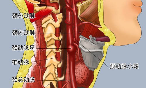 四连药服用方法和用量-四连药图片、四连片药 -四莲胶囊说明书网