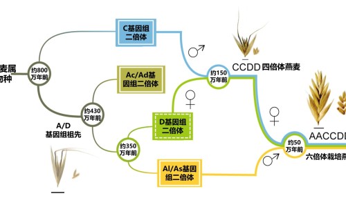 四莲活菌片-四连药图片、四连片药 -四莲胶囊说明书网